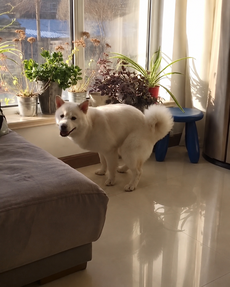 Original pet photo